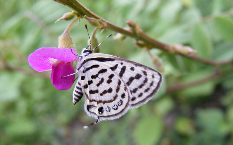 Butterflies